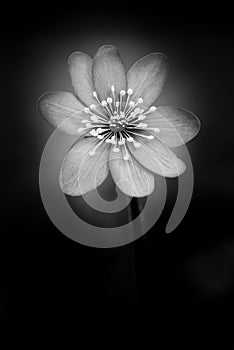 Little flower on dark background