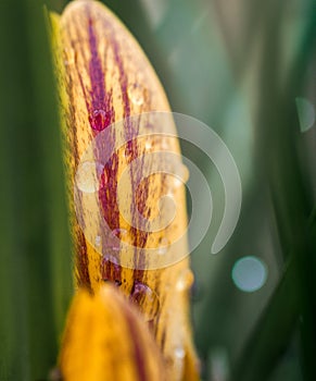 A little flower in deep forrest