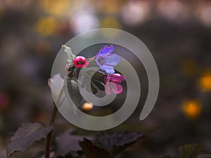 A little flower in deep forrest