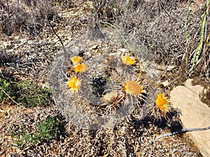 Little flower on dirty asphalt road in countryside in in selective focus. Acacia mimosa in bloom. Chamomile in the mountains on a