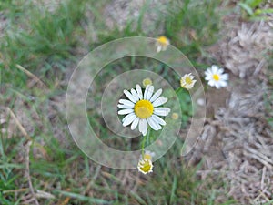 Little flower elsewhere in the garden photo