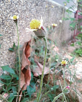 Little flower of grass at conner old building, Hadyai ,Thailand