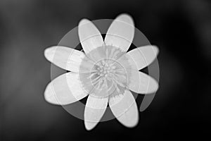 Little flower on gray background