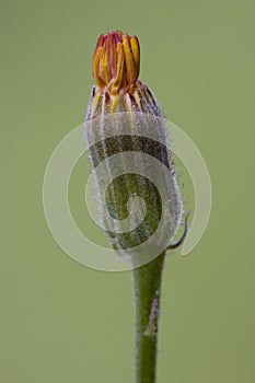 little flower and green photo