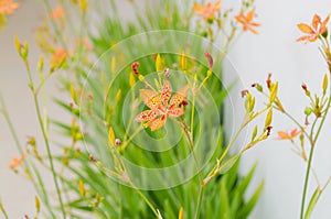 Little flower of leopard lily with in a green background and beautiful orange colors