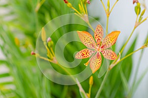 Little flower of leopard lily with in a green background and beautiful orange colors