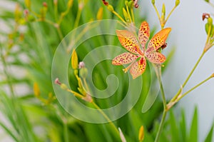 Little flower of leopard lily with in a green background and beautiful orange colors