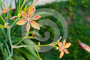 Little flower of leopard lily with in a green background and beautiful orange colors