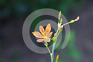 Little flower of leopard lily , Iris domestica ,with in a green background and beautiful orange colors in summer. Cures