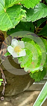 Little flower at my garden