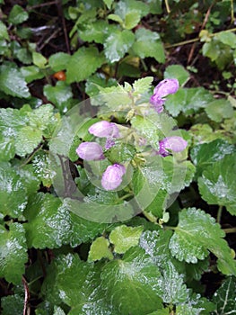 Little flower with raining day