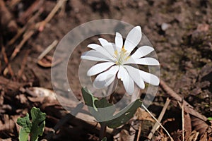 Little flower reaching for the light