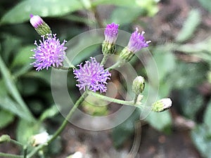 Little flower  on the rock garden