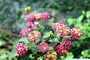 These are the little flower& x27;s pink and purple color stock photo image.
