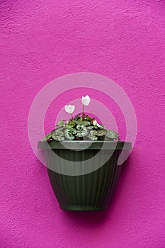 Vase on a violet wall