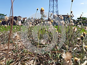 Little flower withers in dry season