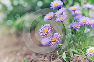 Little flowers of asters on the lawn, nature background with bokeh, vintage toned