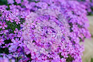 Little flowers blooming phlox pink with