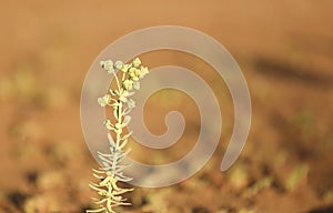 little flowers on the desert of the euphorbiales family