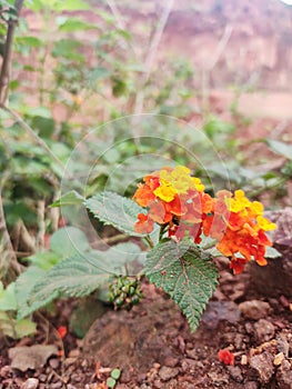 Little flowers, Yellow & red flower