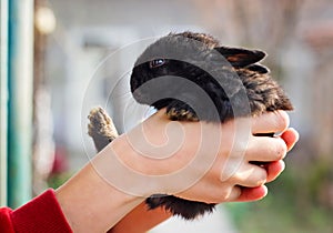 Little fluffy black bunny