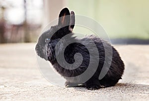 Little fluffy black bunny