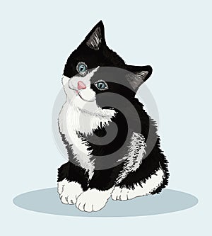 Little fluffy black and white kitten. Pretty trusting creature. Favorite pets. Vector illustration. photo