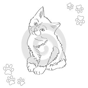 Little fluffy black and white kitten. Pretty trusting creature. Favorite pets. Vector illustration. photo