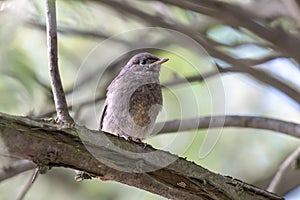 Little fluffy chick or black redstart in summer forest