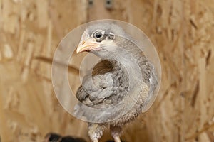 Little fluffy chickens in a brooder on farm