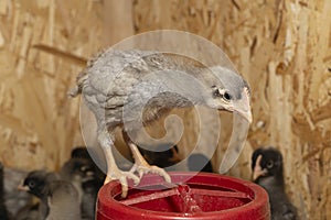 Little fluffy chickens in a brooder on farm