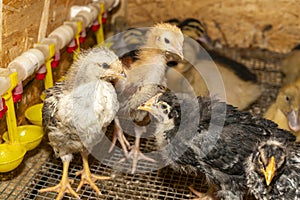 Little fluffy chickens in a brooder on farm