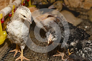 Little fluffy chickens in a brooder on farm