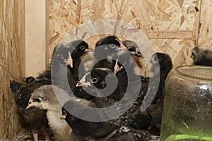 Little fluffy chickens in a brooder on farm