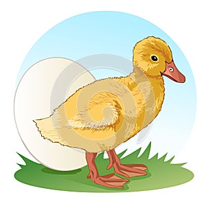 Little fluffy duck standing on a meadow next to the egg. Vector