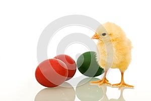 Little fluffy Easter chicken with dyed eggs