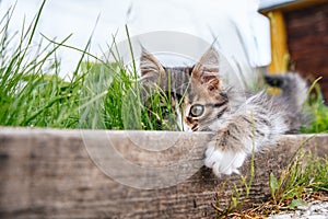 Little fluffy gray-white kitten lies in green grass. Funny domestic animals.