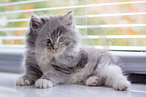 Little fluffy Grey Persian Maine coon kitten lies near the door and looking at camera . Newborn kitten, Kid animals and cats conce