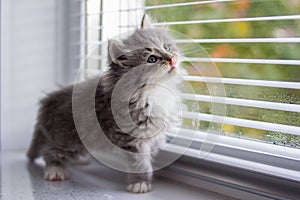 Little fluffy Grey Persian Maine coon kitten sits nera the window and licks nose with tongue . Newborn kitten, Kid animals and ado