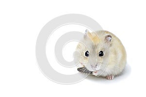 Little fluffy hamster eating a seed, isolated on white background