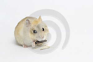 Little fluffy hamster eating a seed, isolated on white background