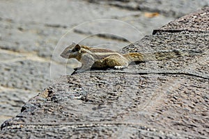 Little fluffy Indian palm squirrel sitting on a stone wall photo