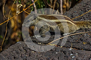 Little fluffy Indian palm squirrel sitting on a stone wall