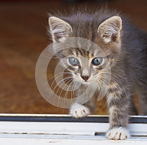 Pequeno esponjoso gatito límite de casa 