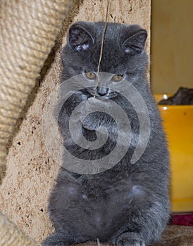 Little fluffy kitten is played on the shelf