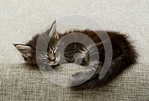 A little fluffy kitten is sleeping sweetly