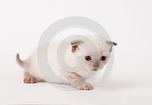 Little fluffy light lop-eared kitten