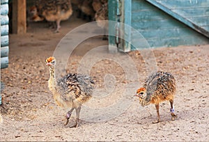 Little fluffy ostrichs strolls around the farm yard.