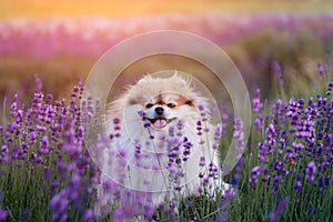 Little fluffy pomeranian dog in a hot summer with lavender field