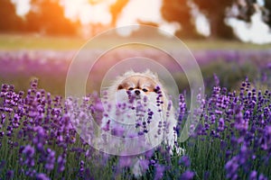 Little fluffy pomeranian dog in a hot summer with lavender field